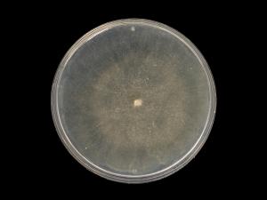 Phytophthora_erythroseptica_2