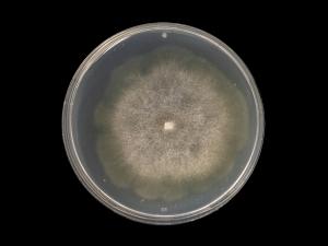 Phytophthora_erythroseptica_1