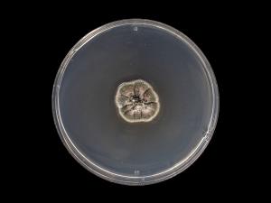 Septoria_glycines_2