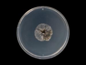 Septoria_glycines_6