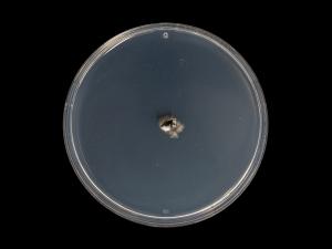 Septoria_glycines_4