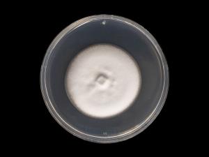 Verticillium_alboatrum_2