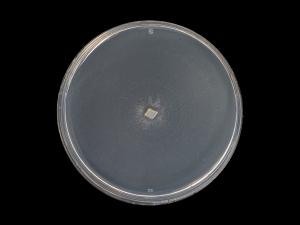 Verticillium_alboatrum_6
