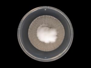Verticillium_dahliae_6