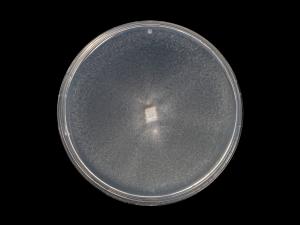 Verticillium_dahliae_10
