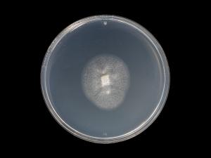 Verticillium_dahliae_8
