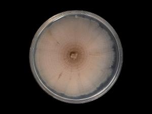 Aureobasidium_pullulans_2