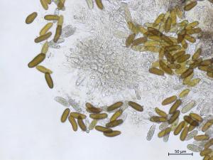 Diplodia_sapinea_1