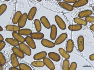 Diplodia_sapinea_3