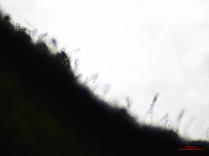 Erysiphe_sp_3