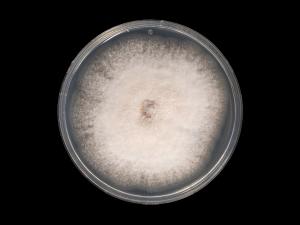 Neocosmospora_phaseoli_2