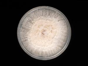 Neocosmospora_phaseoli_3