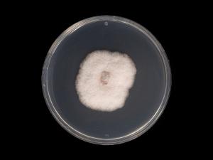 Neocosmospora_phaseoli_1