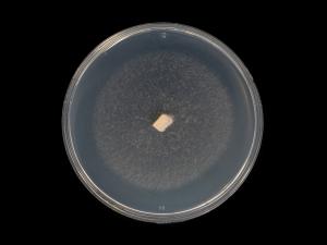 Neocosmospora_phaseoli_4