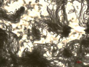 Penicillium_sp_1