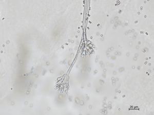 Penicillium_sp_2