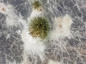 Pyrenophora_sp_1