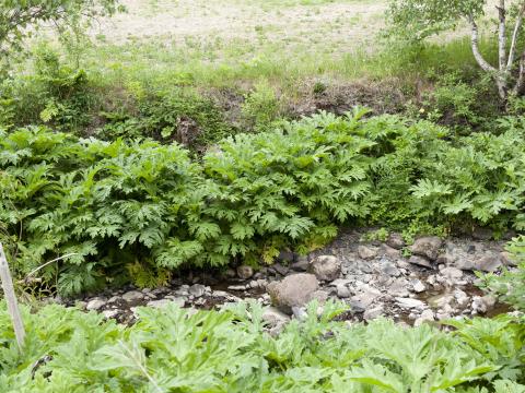 Berce Caucase(Heracleum mantegazzianum)_20