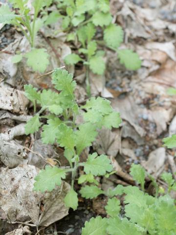 Seneçon visqueux (Senecio viscosus)_3