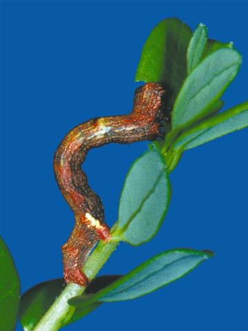 Arpenteuse bossue de la pruche (Ectropis crepuscularia)