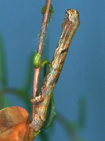 Arpenteuse bossue de la pruche (Ectropis crepuscularia)