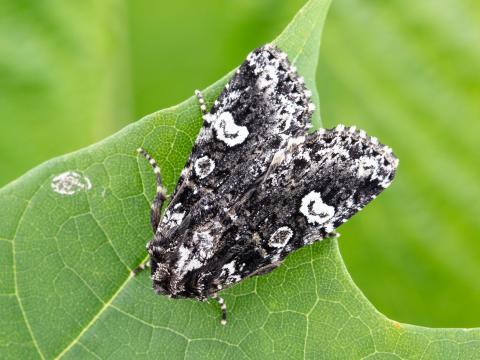 Chenille à chevrons (Melanchra adjuncta)_4