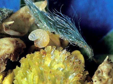 Anthonome fleur du fraisier (Anthonomus signatus)_2