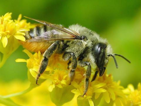 Mégachilidés (Megachilidae)