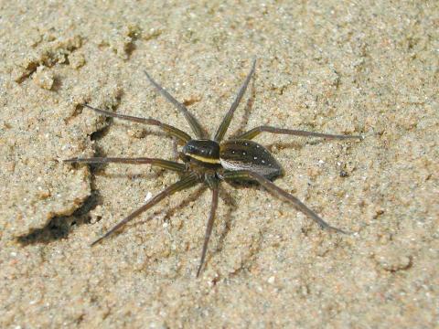 Pisauridés (Pisauridae)