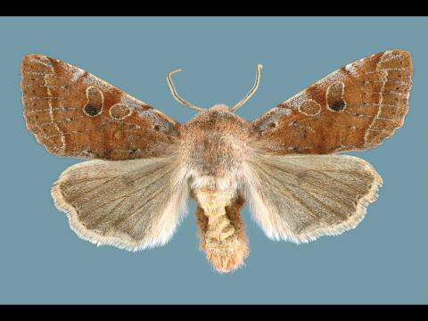 Orthosie verte (Orthosia hibisci)_1