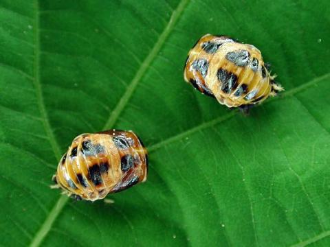 Coccinelle asiatique (Harmonia axyridis)_4