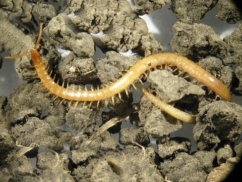 Centipèdes (Chilopodes)