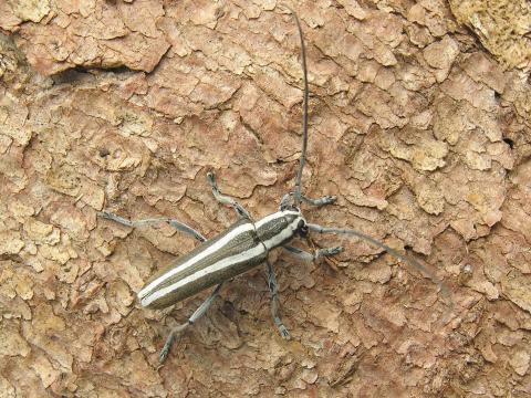 Saperde du pommier (Saperda candida)_1