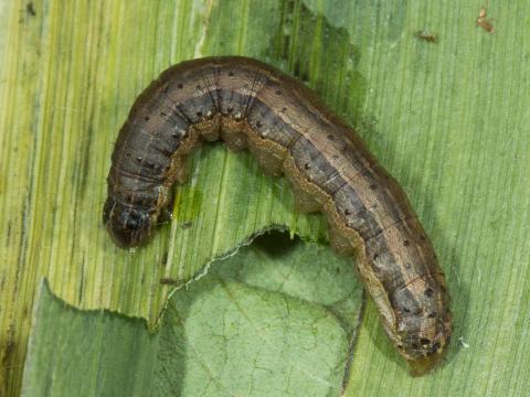 Légionnaire d'automne (Spodoptera frugiperda)_7