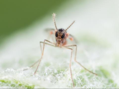 Cécidomyie du pommier (Dasineura mali)_7