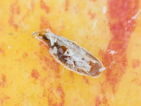 Cochenille virgule du pommier (Lepidosaphes ulmi)_2