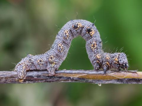 Arpenteuse épineuse (Phigalia titea)_6