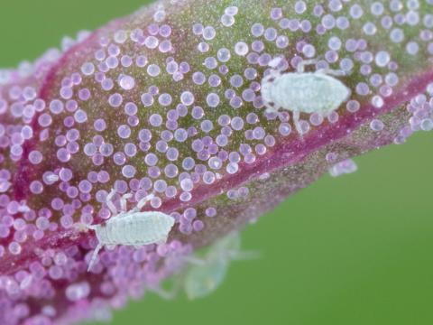 Hayhurstia atriplicis_4