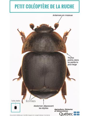 Petit coléoptère de la ruche (Aethina tumida)