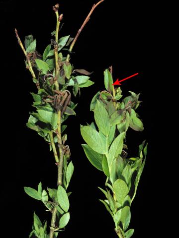 Bleuet en corymbe - Pourriture sclérotique (Monilinia vaccinii-corymbosi)