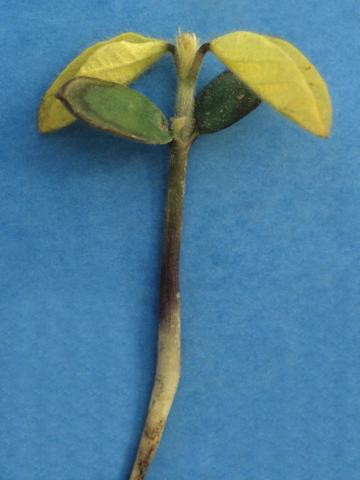 Soya - Fonte des semis (Rhizoctonia solani)