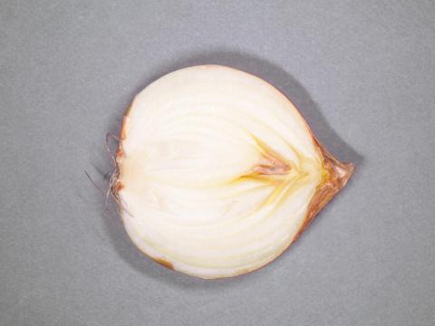 Oignon sec - Moisissure bleue (Penicillium sp.)