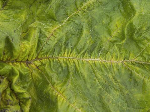 Courges - Virus de la tache annulaire de la papaye (PRSV)