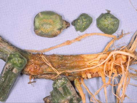 Concombre - Verticilliose (Verticillium dahliae)