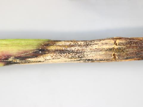 Pivoines - Anthracnose (Gloeosporium sp.)