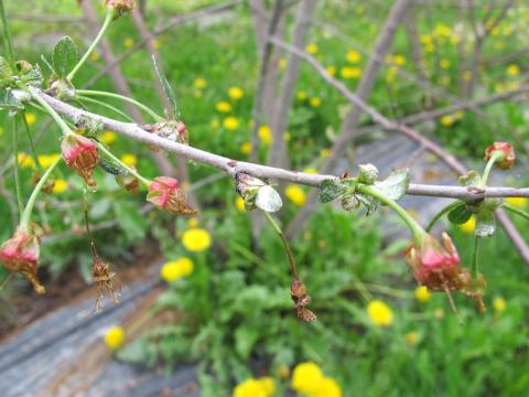 Cerise - Pourriture brune (Monilinia fructicola)