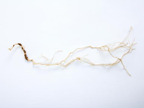 Tomate - Nématode cécidogène du nord (Meloidogyne hapla)