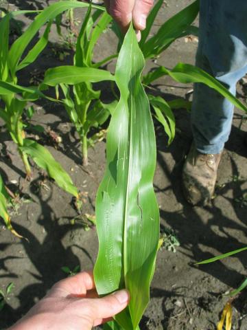 Maïs grain et fourrager - Grêle