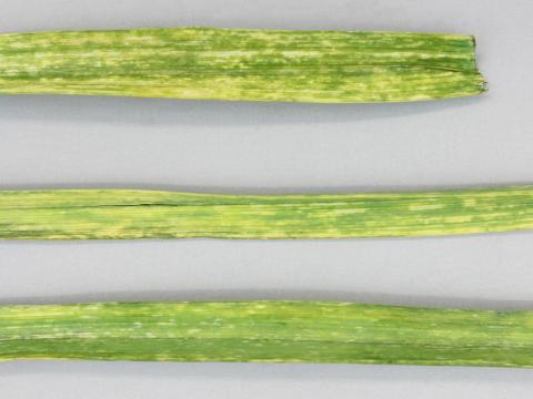 Ail - Tache bactérienne (Pseudomonas syringae)_3