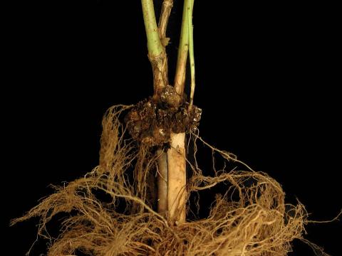 Bleuet en corymbe - Tumeur du collet (Agrobacterium tumefaciens)_3